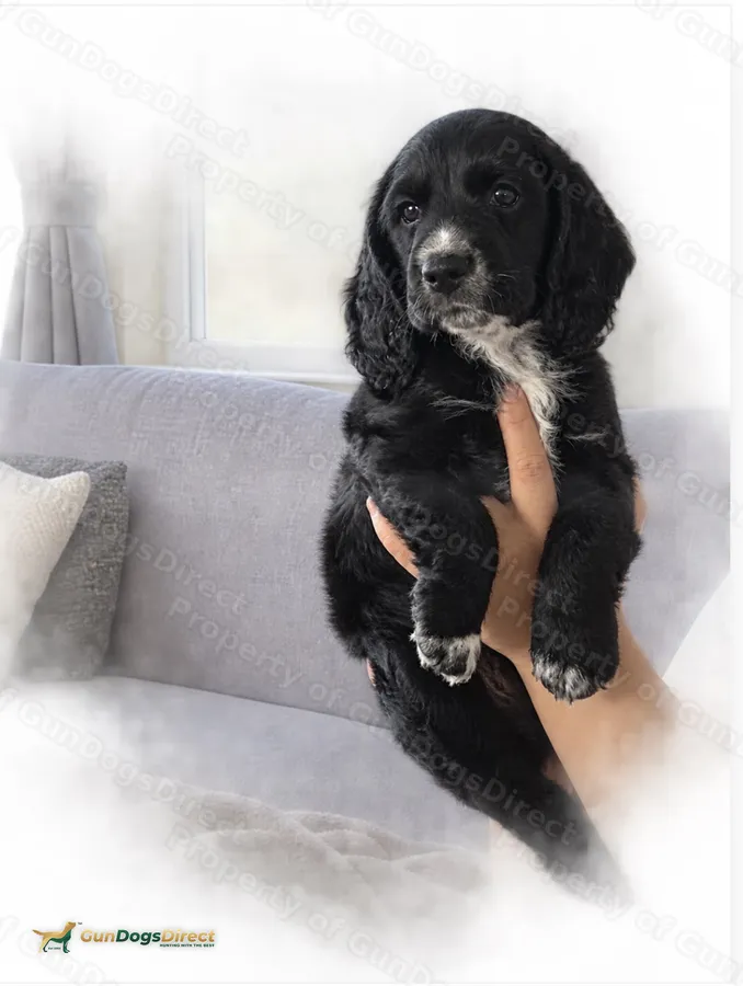 Spaniel pups for sale