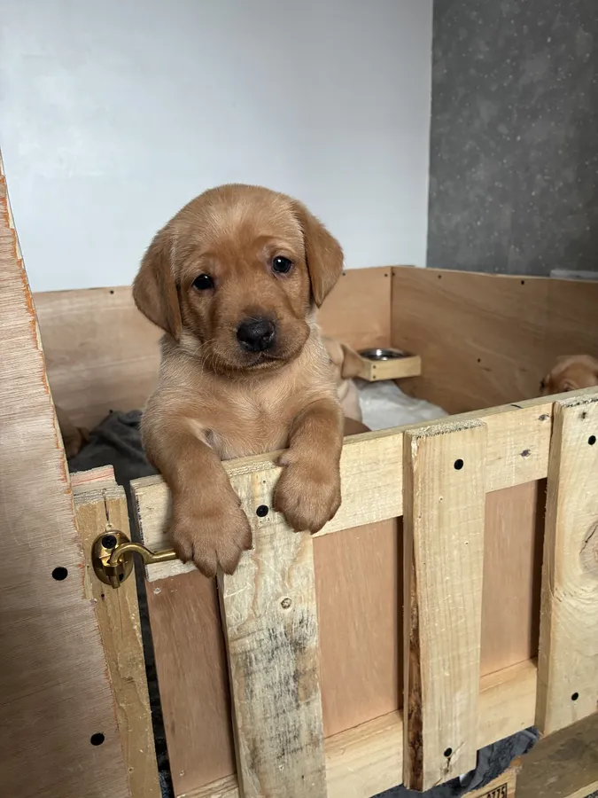 Quality Labrador Puppies