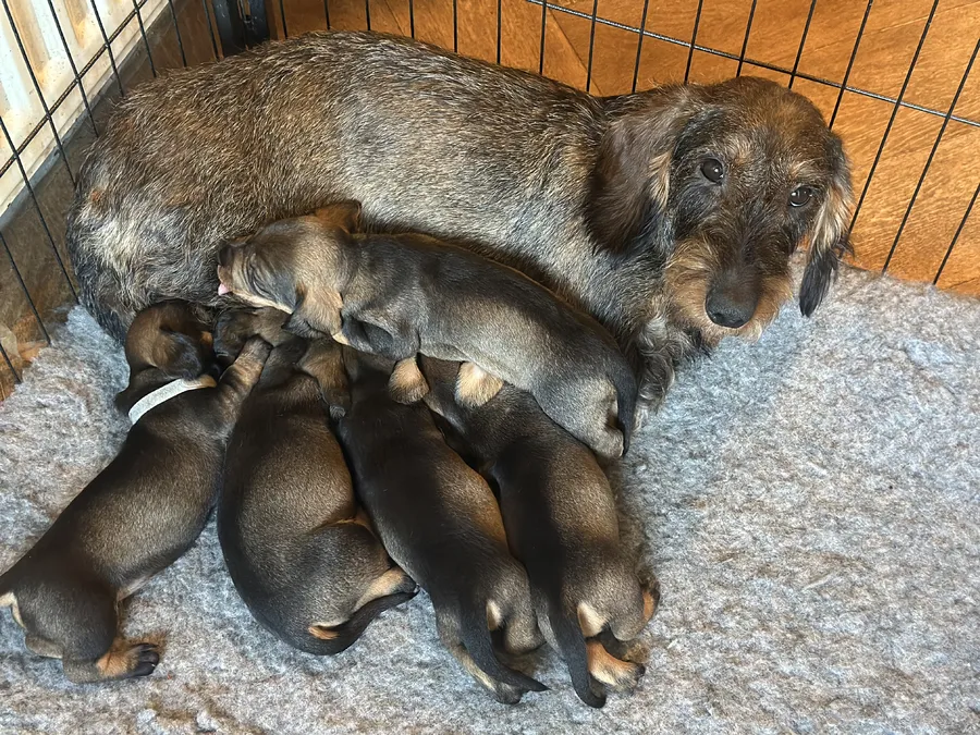 Standard wirehaired teckel puppies