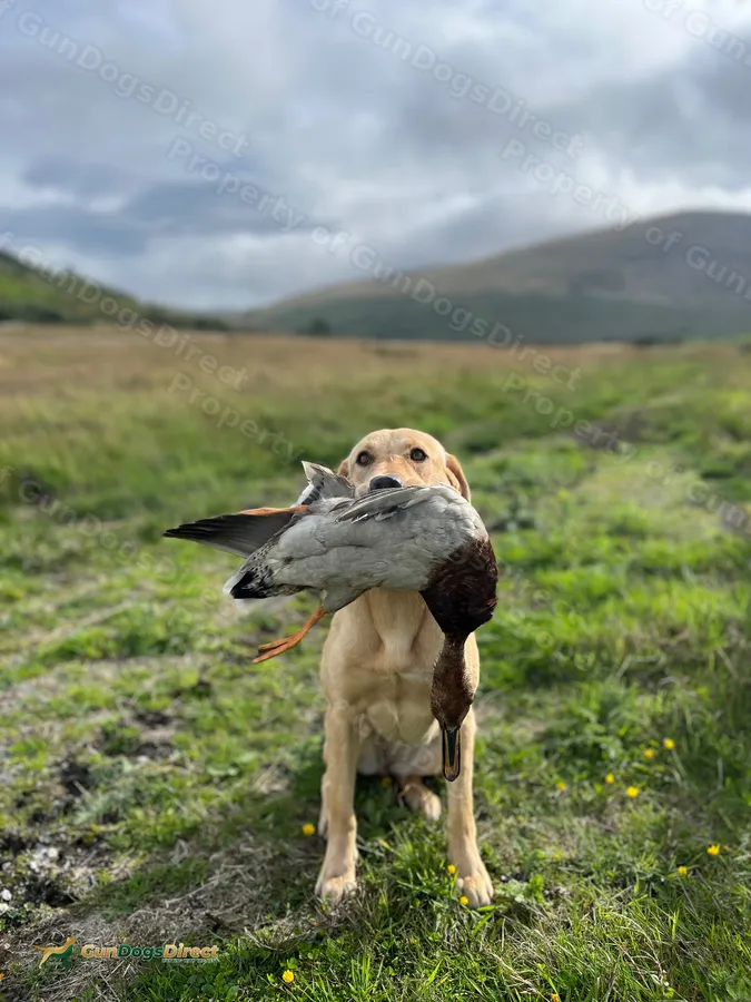 12 month old yellow lab part Trained