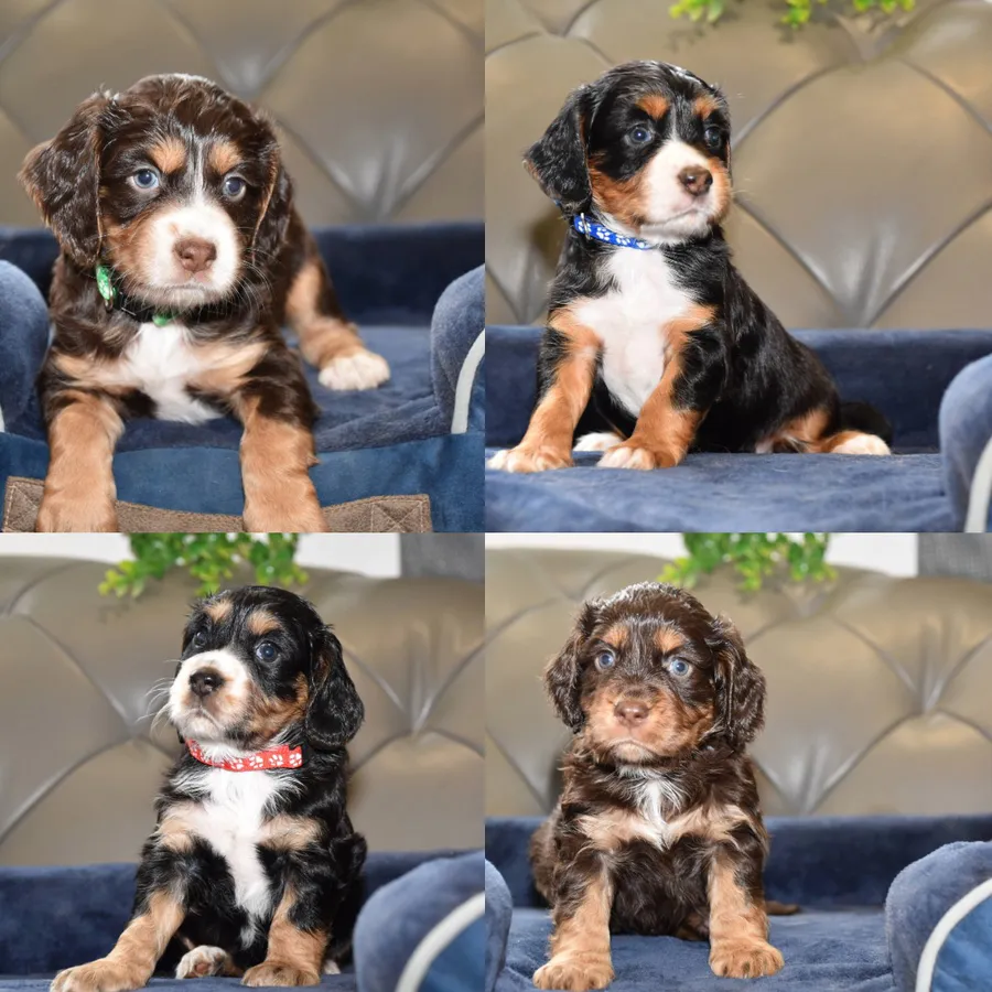 Kc Reg Cocker Spaniel Puppies Health Tested