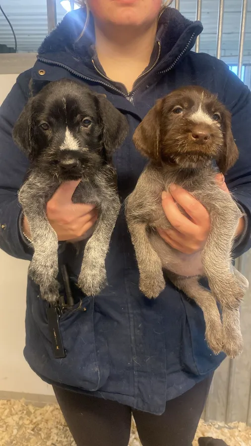 Five Star Registered breeder litter of GWP pups