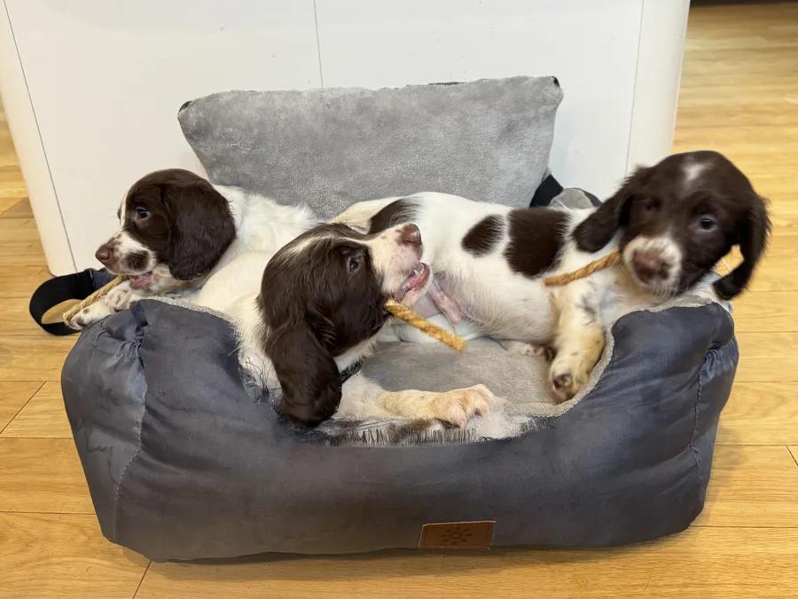 KC Registered Working Springer Spaniels