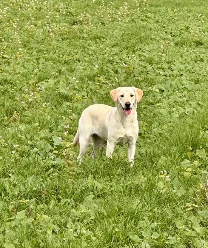 8 month yellow lab bitch