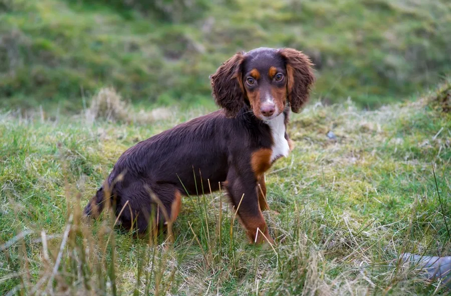 KC Working Cocker Bitch
