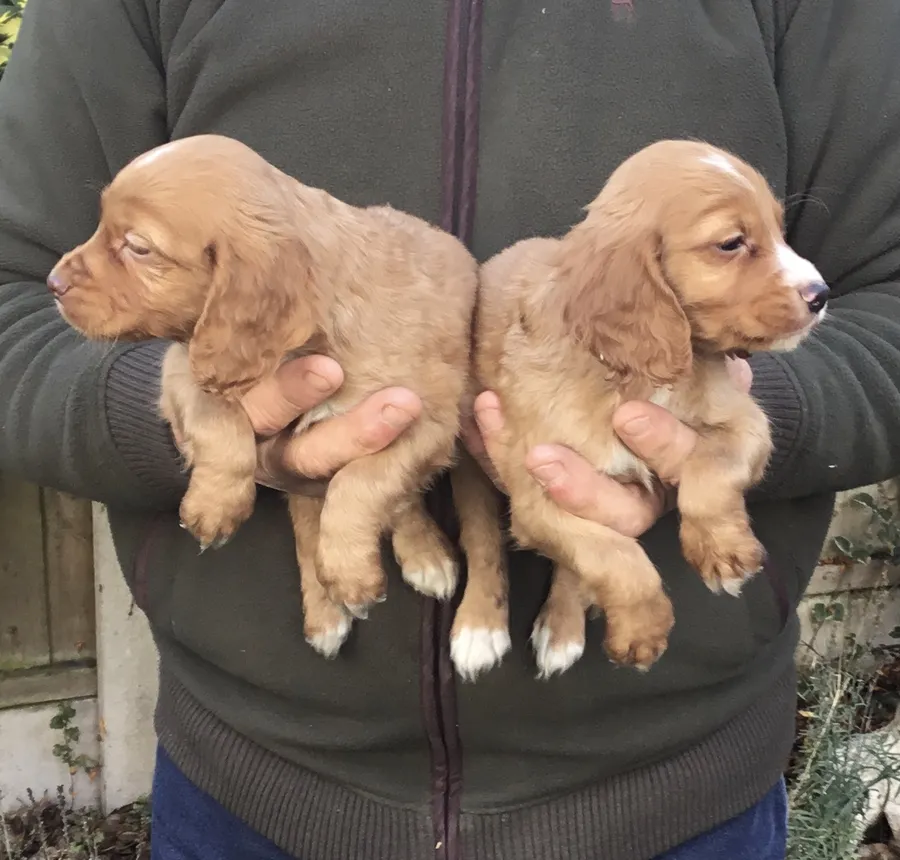 KC WORKING COCKER SPANIEL PUPPIES