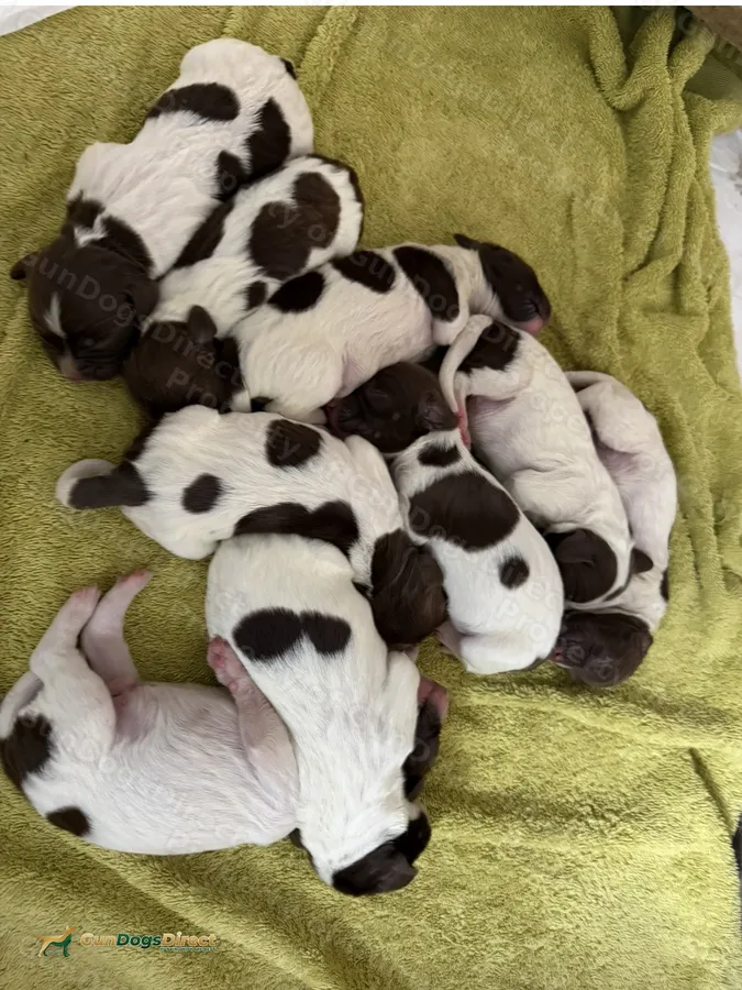 KC Reg working springer spaniel puppies