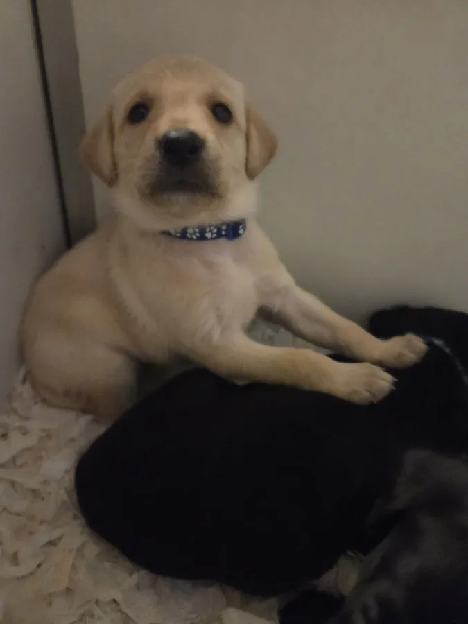 Fully Health Tested many champions