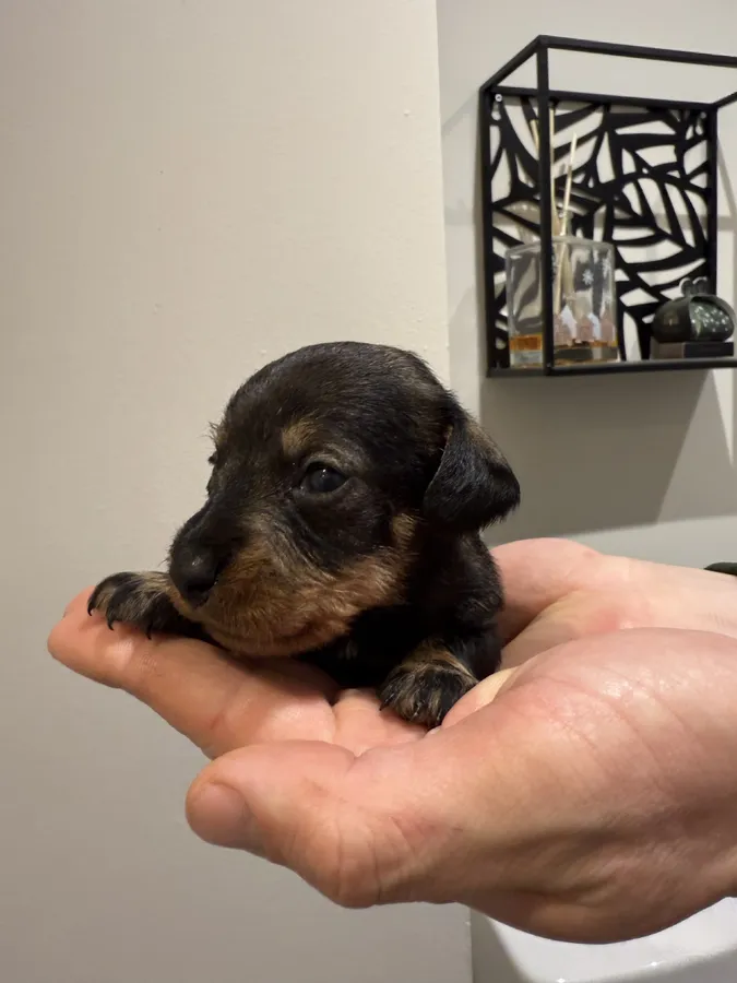 Teckel puppies for sale