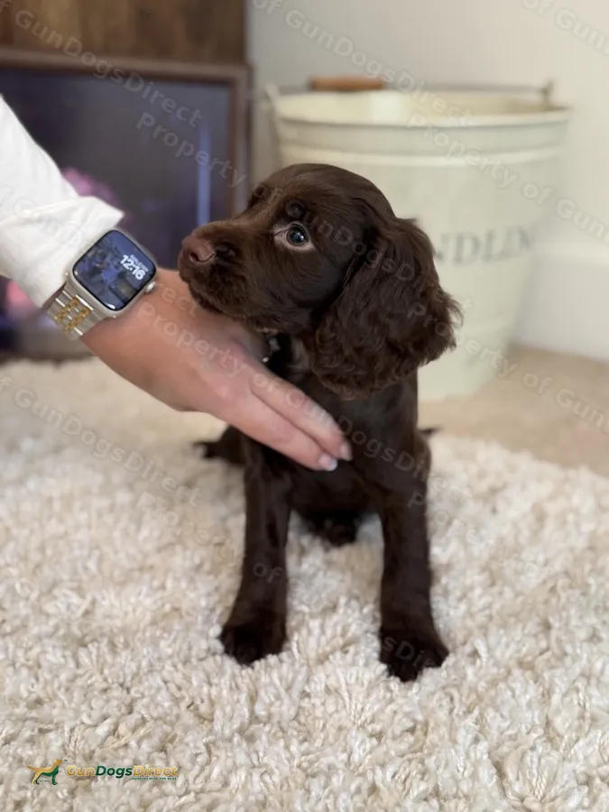 Cocker Pups Field Trial Bred