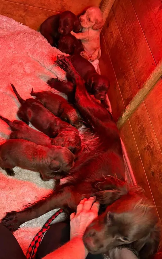 Fantastic working cocker spaniels