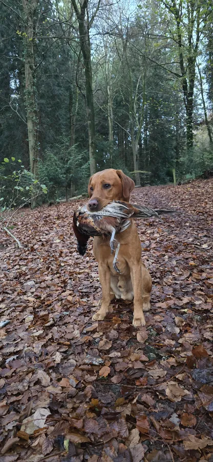 FOX RED Health Tested KC Labrador Retriever
