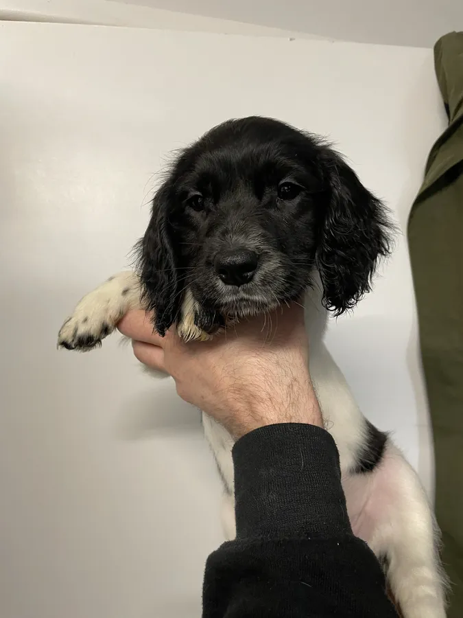 Springer spaniel puppies