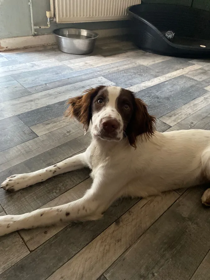 9 month old spring girl