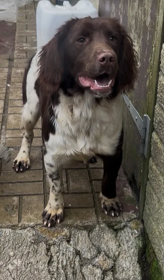 Springer spaniel bitch