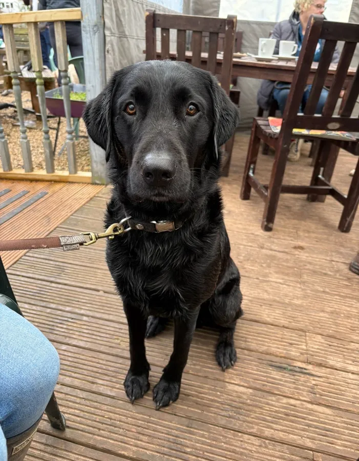 Beautiful Black Lab Stud
