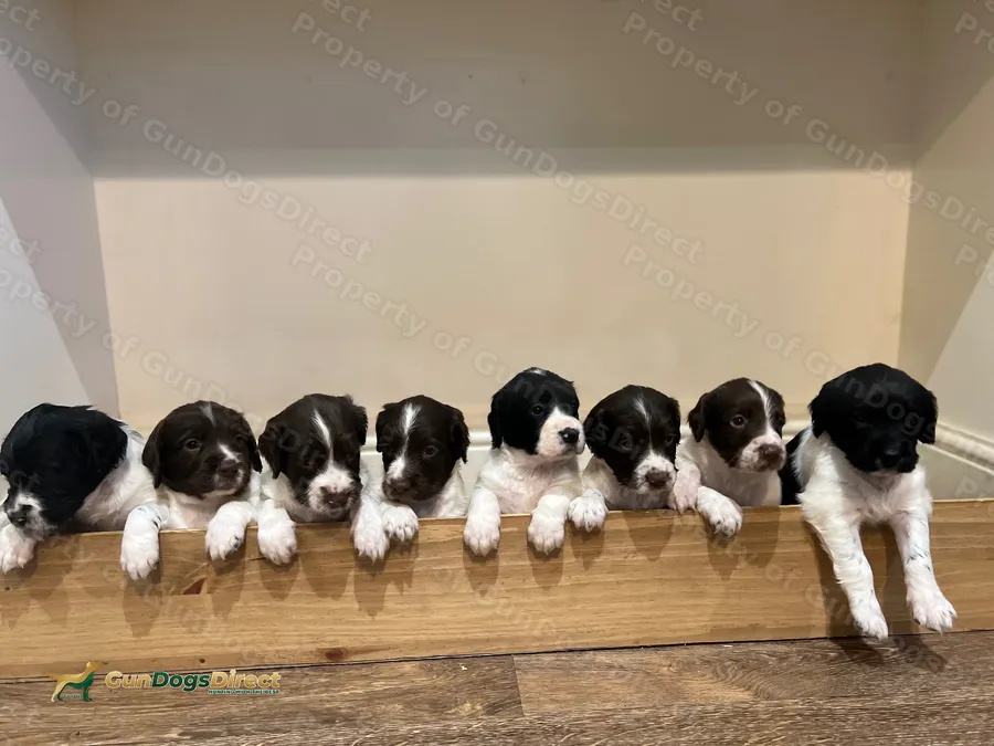 Well bred KC registered Spring Pups