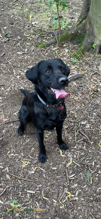 5 Generation Pedigree Black Labrador Retriever