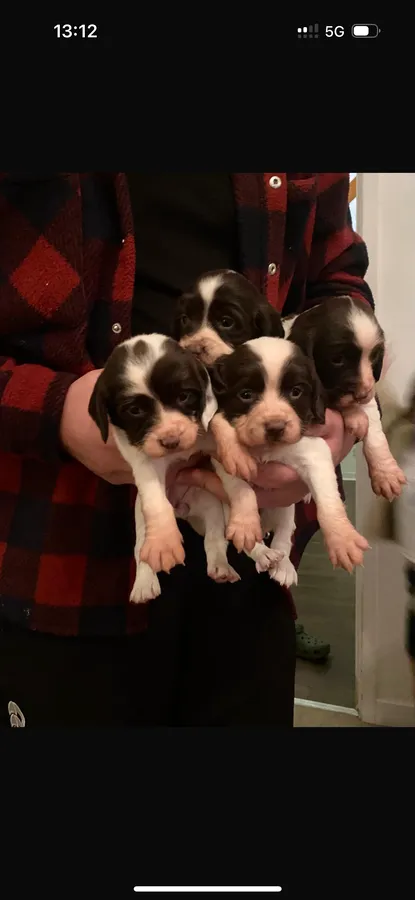 For English springer spaniel pups