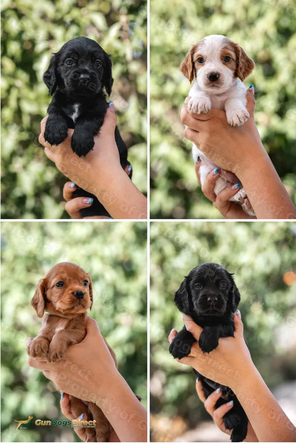 OFTAW x FTAW Dog Puppies Available