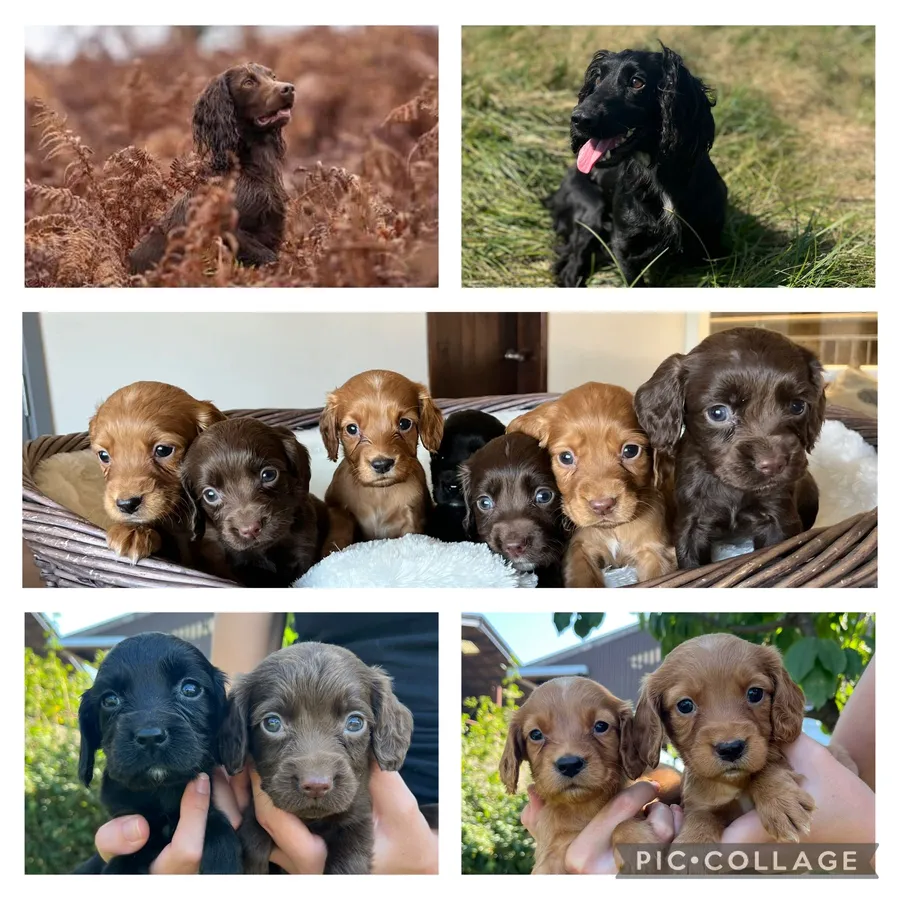 Outstanding FTW Sired Kc registered cocker spaniel puppies