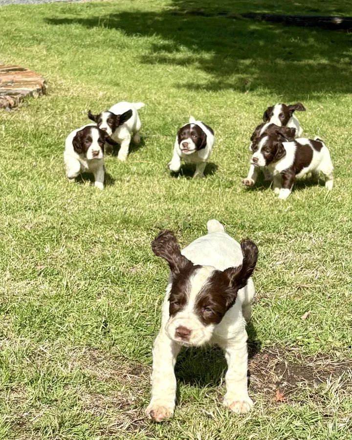 GAMEKEEPER BRED KC REG SPRINGER SPANIEL PUPPIES