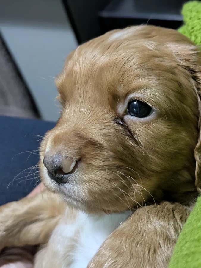 KC Registered WCS from fully health tested parents