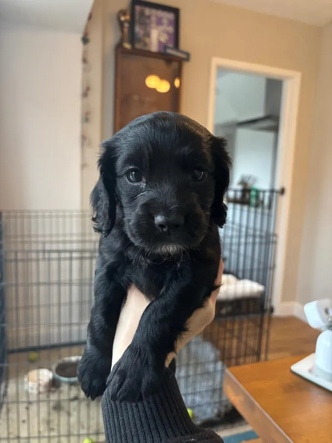 KC Reg Cocker Spaniel Puppies