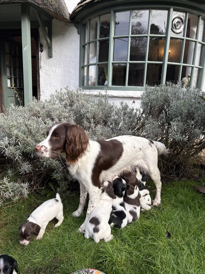 Working Springer Spaniel puppies for sale