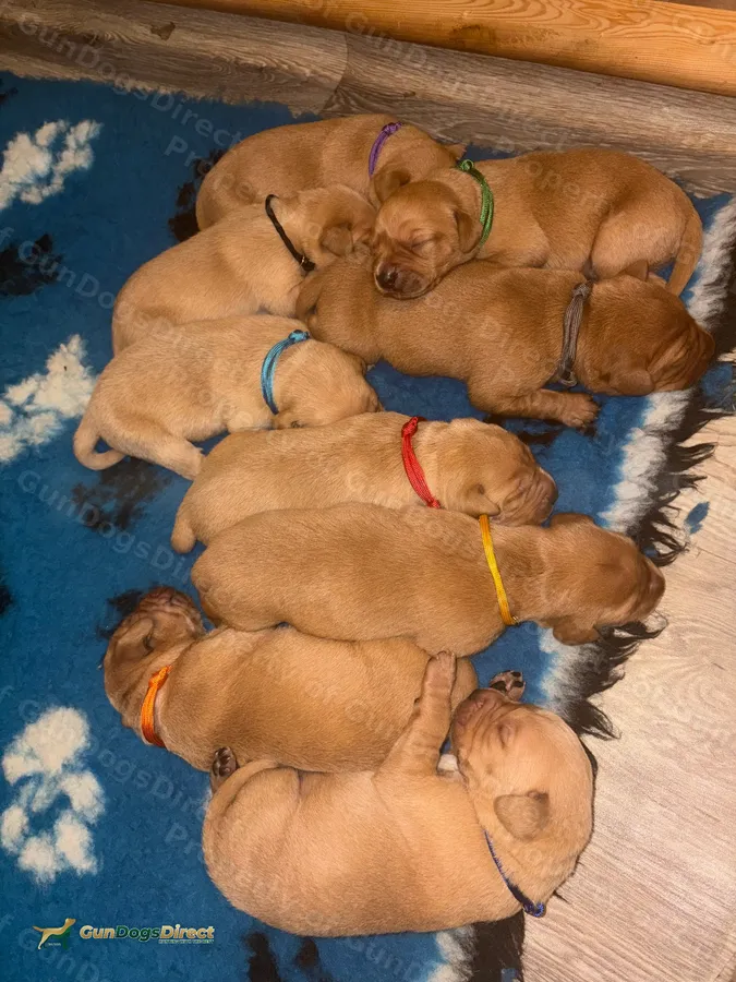 Fox Red Labrador puppies