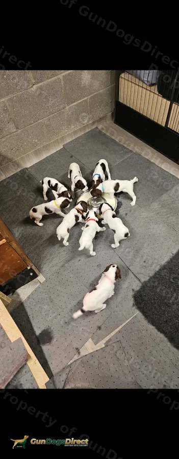 KC REGISTERED ENGLISH SPRINGER SPANIEL PUPPIES PUPPY PACK INCLUDED