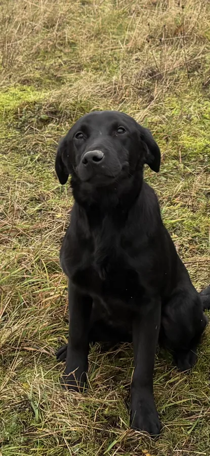 Black Labrador dog