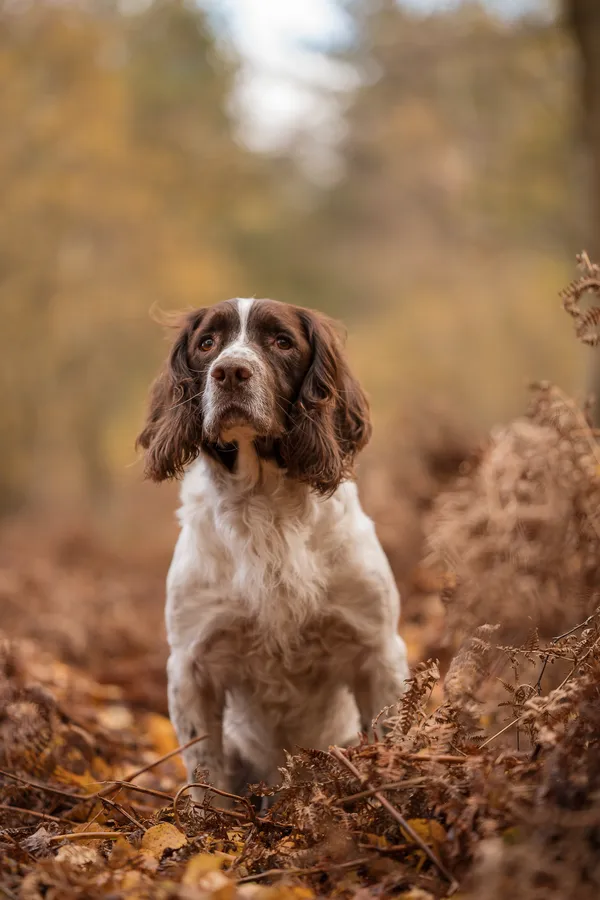 Traditional KC DNA health tested springer at stud