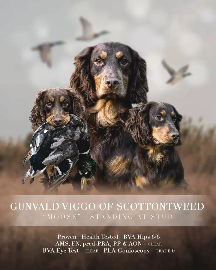 Chocolate and Tan Working Cocker