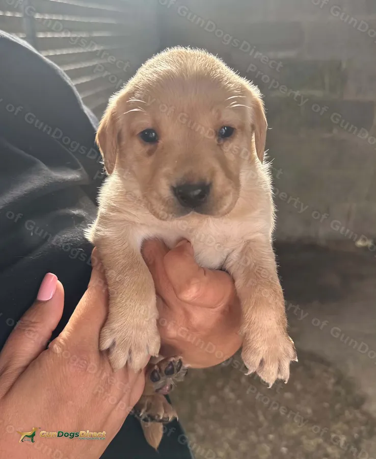 Labrador puppies for sale