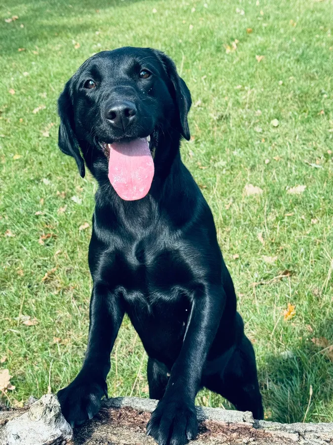 Black bitch Labrador for sale