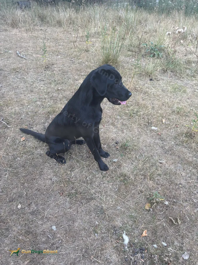 10 month old male part trained kennel club make a lovely pet