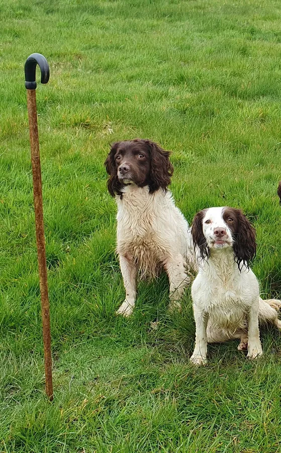 Working springer spaniels