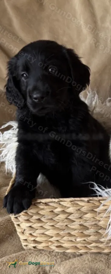Flat coated retriever pups calm confident beautiful