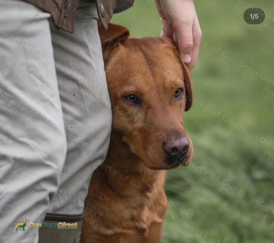 4yo Labrador Dog