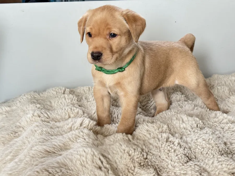 Gorgeous Black and Golden Labrador Puppies