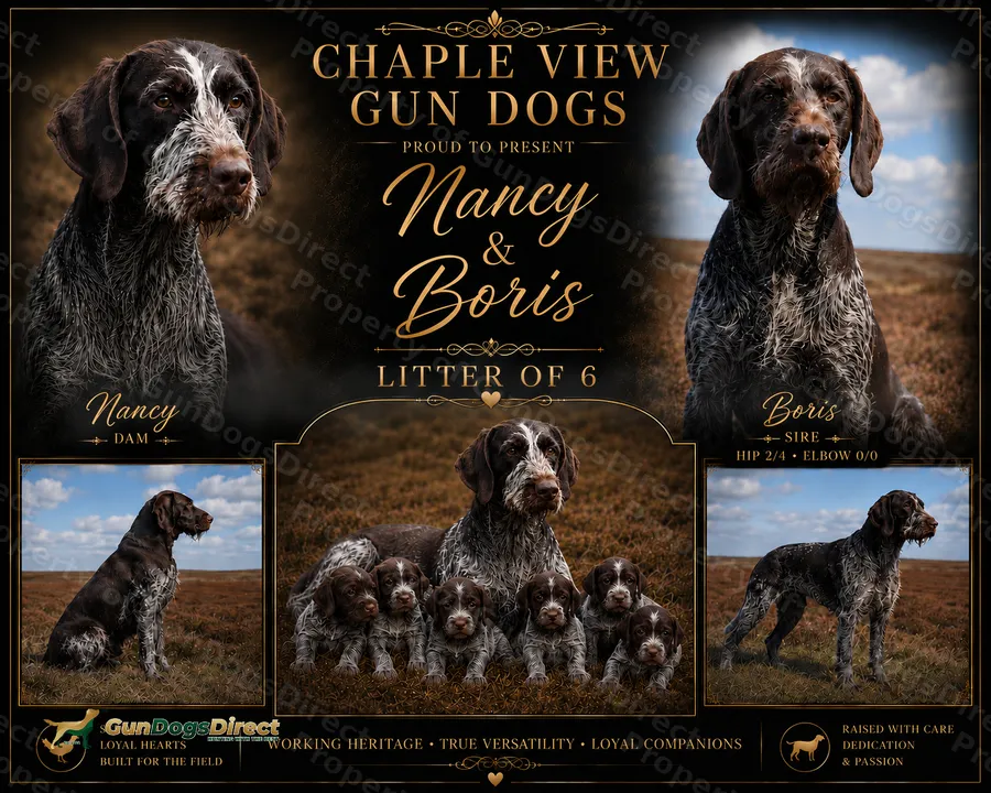 German wire haired pointers