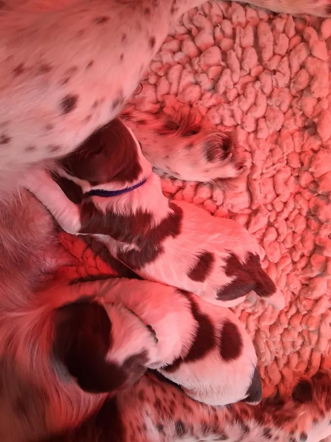 KC reg Working springer spaniel puppies