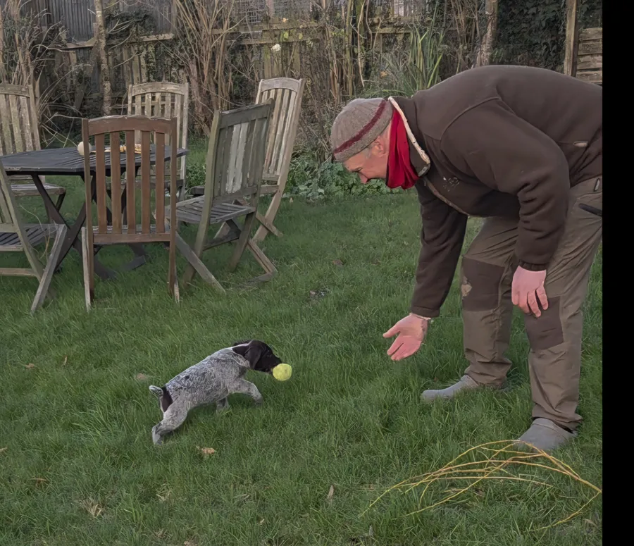 German Wirehaired Pointer Puppy For sale