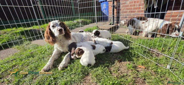 English springer spaniel
