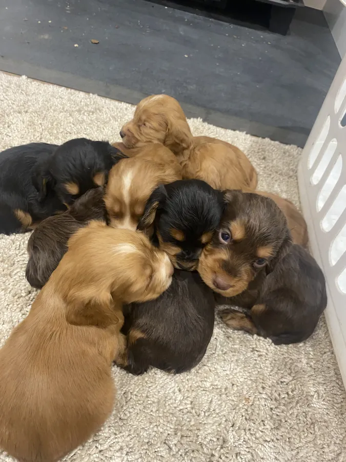 Amazing ftch lines health tested working cocker spaniel pups