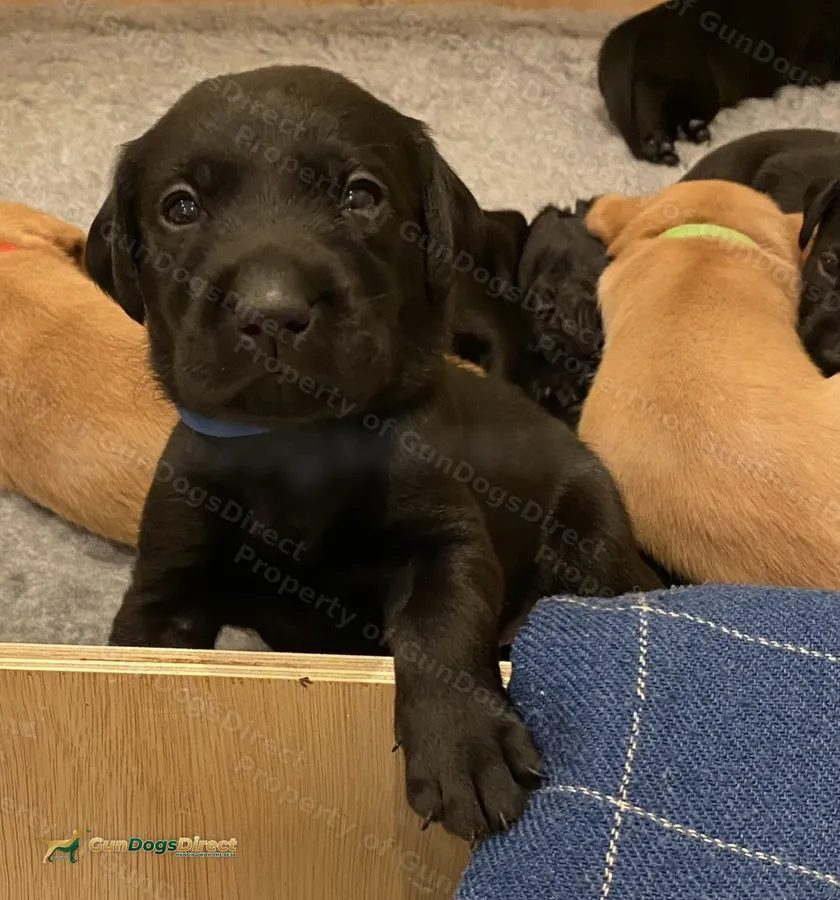 KC Reg Working Labrador Puppies