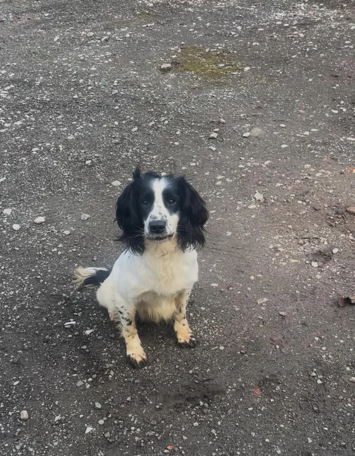 Springer spanial trained