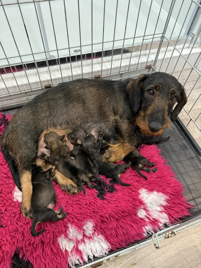 Teckel puppies for sale