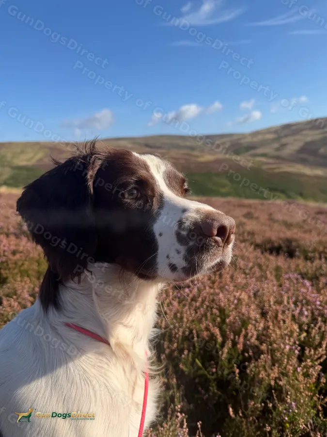13month old springer dog